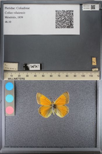 Media type: image;   Entomology 193861